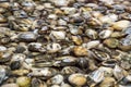 Clams - Class Bivalvia - Mollusks Royalty Free Stock Photo