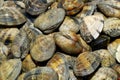 Clams Close-up Royalty Free Stock Photo