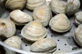 Clams cooked in steamer