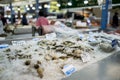 Clams in ice at fish market Royalty Free Stock Photo