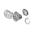 Clams Icon Sketch