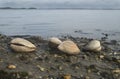 Clams at Low Tide Royalty Free Stock Photo