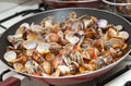 Clams in marinara sauce Royalty Free Stock Photo
