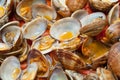 Clams in marinara sauce Royalty Free Stock Photo