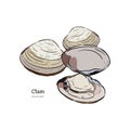 Clams, mussels, seafood, sketch style vector Royalty Free Stock Photo