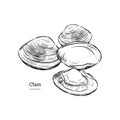 Clams, mussels, seafood, sketch style vector Royalty Free Stock Photo