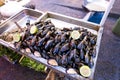 Clams exposed for sale in a fish market Royalty Free Stock Photo