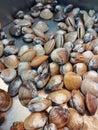 Clams on sale in an Asian wet market Royalty Free Stock Photo