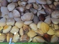 Clams on sale in an Asian wet market Royalty Free Stock Photo