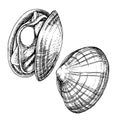 Clams or shellfish seafood illustrations