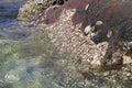 Clams stuck to rocks in clear sea water