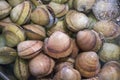 Clams in Water Royalty Free Stock Photo