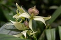 Clamshell orchid