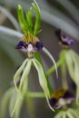 Clamshell orchid Prosthechea cochleata extraordinary flower with clam-shaped dark-purple lips Royalty Free Stock Photo