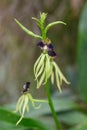 Clamshell orchid Prosthechea cochleata, spiderflower with clam-shaped dark-purple lips