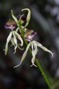 Clamshell orchid Prosthechea cochleata, squid flower Royalty Free Stock Photo