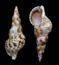 Clamshell of the Triton`s trumpet Charonia tritonis on a dark background