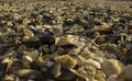 Clamshells on the beach Royalty Free Stock Photo
