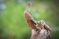 Clamydosaurus kingii reptiles are very grumpy, frilled Royalty Free Stock Photo