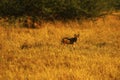 Clan of Black-backed Jackals together