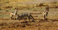 Clan of Black-backed Jackals together at a kill site