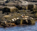 Harbor seals snooze on a rocky shoreline