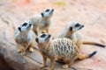 Clan of Meerkats Suricata suricatta Royalty Free Stock Photo