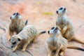 Clan of Meerkats Suricata suricatta Royalty Free Stock Photo