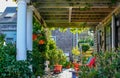 Clapboard house with shady porch with pergola roof with grape vines and other plants growing in profusion and colorful adirondack