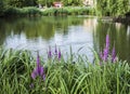 Clapham Commons, London - pink flowers. Royalty Free Stock Photo