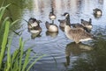 Clapham Commons, London - the pond/ducks. Royalty Free Stock Photo