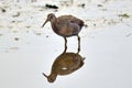 Clapper Rail