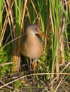 Clapper Rail