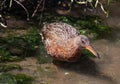 Clapper Rail wading through the water