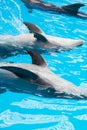 Clapping dolphins Royalty Free Stock Photo