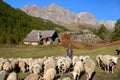 A traditional shepherd leading a flock of sheep in Vallee de la Claree Claree Valley above Nevache village