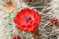 Claret Cup bloom closeup