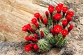 Claret Cup Cactus