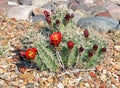 Claret-cup cactus