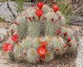 Claret Cup cactus in bloom Royalty Free Stock Photo