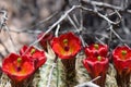 Claret cup cactus flowers