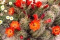 Claret Cup Cactus and other native plants in New Mexico