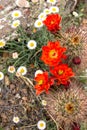 Claret Cup Cactus and other native plants in New Mexico
