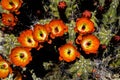 A Claret Cup cactus shows off its brilliant red, orange and yellow flowers in the spring in the Sonoran Desert, Arizona Royalty Free Stock Photo