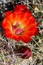 Claret Cup Cactus Spring Bloom