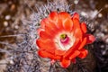 Claret Cup Echinocereus triglochidiatus cactus flower, California Royalty Free Stock Photo