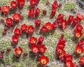 Claret Cup on the West Rim Trail, Dead Horse State Park, UT