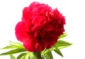 Claret Peony