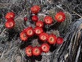 Claret Red Cup Cactus in Bloom from Above Royalty Free Stock Photo