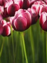 Claret red and white tulips in the garden